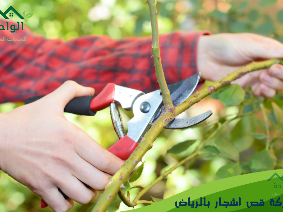 قص اشجار بالرياض من خلال افضل عامل قص شجر الرياض وتقليم اشجار الشوارع