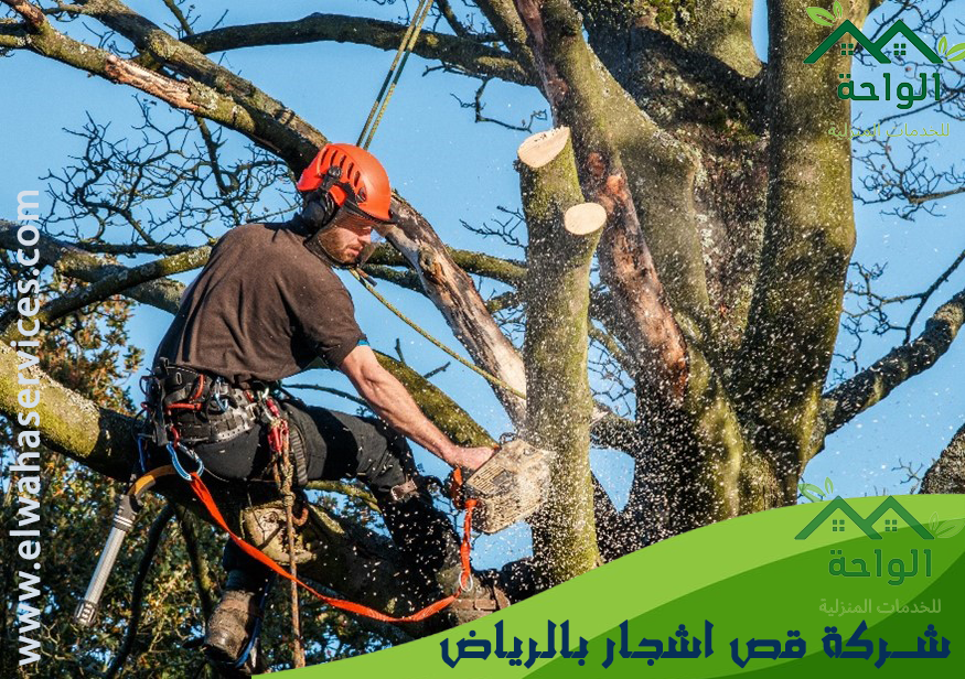قص اشجار بالرياض من خلال افضل عامل قص شجر الرياض وتقليم اشجار الشوارع